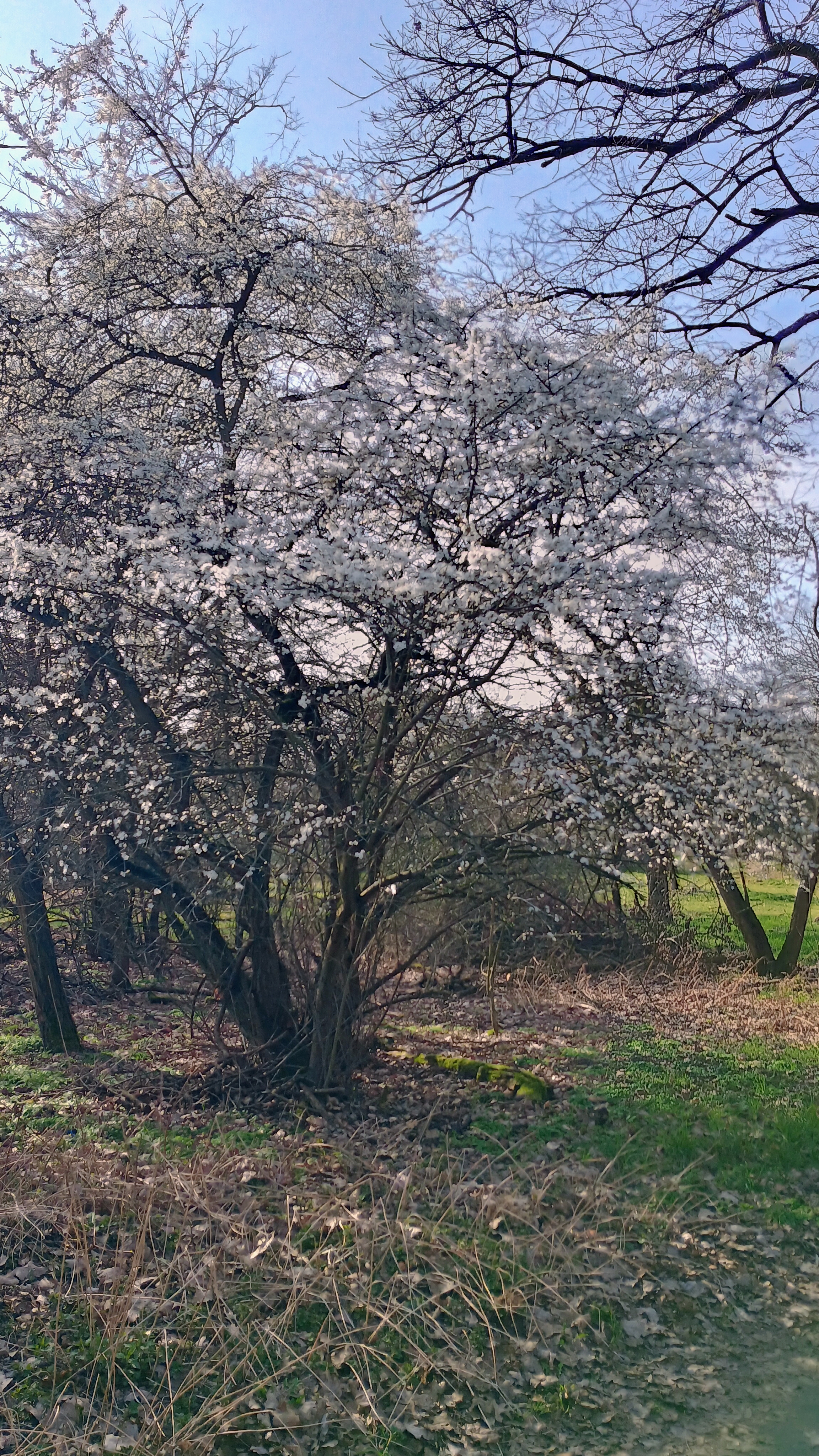 Seichbohl Fruhling